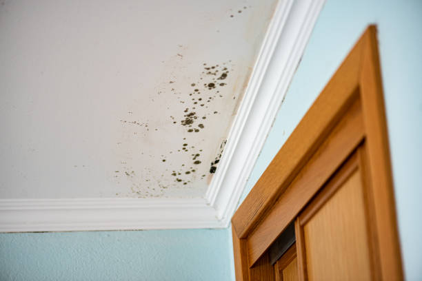 Best Basement Mold Remediation in Clovis, CA