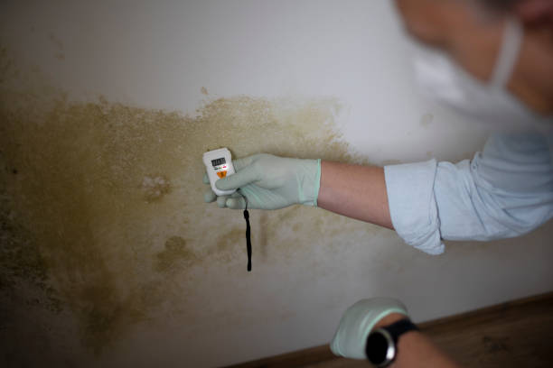 Best Bathroom Mold Remediation in Clovis, CA
