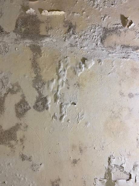 Best Mold Remediation for Schools in Clovis, CA
