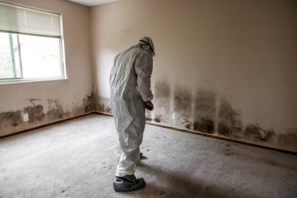 Best Crawl Space Mold Remediation in Clovis, CA
