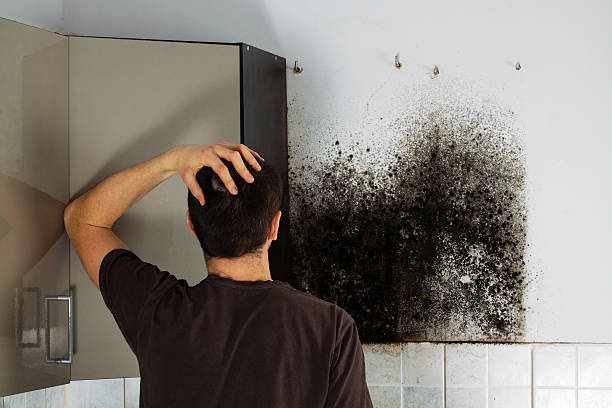 Best Kitchen Mold Remediation in Clovis, CA